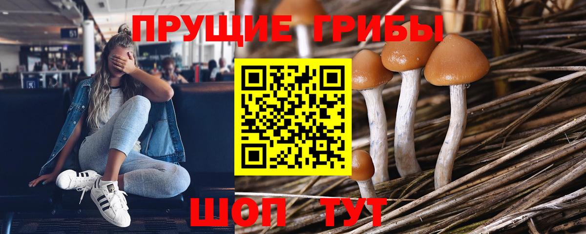 Курчалой  Псилоцибиновые грибы Magic Shrooms  Вход с VPN  Псилоцибиновые грибы MAGIC MUSHROOMS 