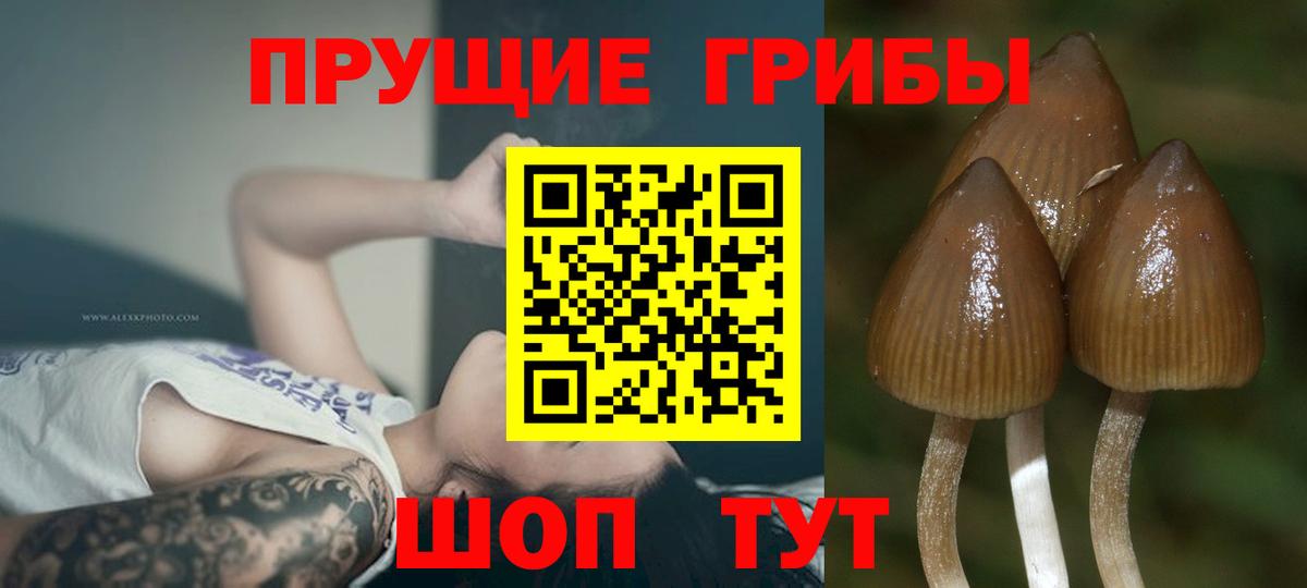 Галлюциногенные грибы MAGIC MUSHROOMS Курчалой